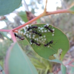 Iridomyrmex purpureus (Meat Ant) at Aranda Bushland - 10 Feb 2018 by CathB