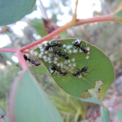 Iridomyrmex purpureus (Meat Ant) at Aranda Bushland - 10 Feb 2018 by CathB