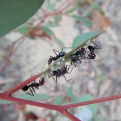 Iridomyrmex purpureus at Belconnen, ACT - 11 Feb 2018