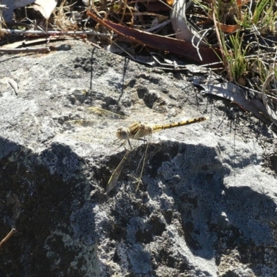 Orthetrum caledonicum (Blue Skimmer) at Mount Ainslie - 10 Feb 2018 by WalterEgo