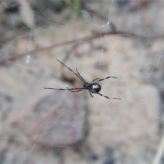 Latrodectus hasselti (Redback Spider) at Aranda Bushland - 10 Feb 2018 by CathB
