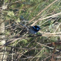 Malurus cyaneus (Superb Fairywren) at Canberra Central, ACT - 11 Feb 2018 by WalterEgo