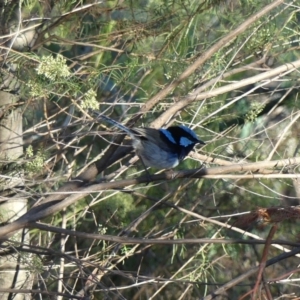 Malurus cyaneus at Canberra Central, ACT - 11 Feb 2018 09:52 AM