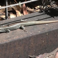 Liopholis whitii (White's Skink) at Paddys River, ACT - 2 Feb 2018 by DPRees125