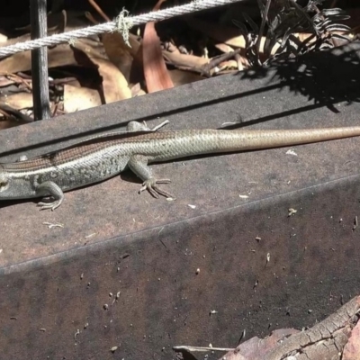 Liopholis whitii (White's Skink) at Tidbinbilla Nature Reserve - 1 Feb 2018 by DPRees125