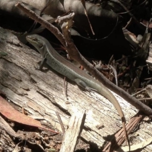 Liopholis whitii at Paddys River, ACT - 2 Feb 2018 12:00 AM