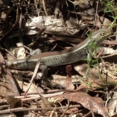 Liopholis whitii at Paddys River, ACT - 2 Feb 2018