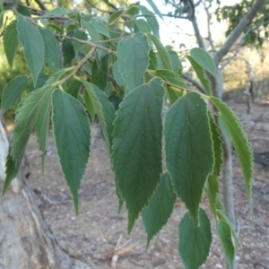 Celtis australis at Hackett, ACT - 11 Feb 2018 08:21 AM