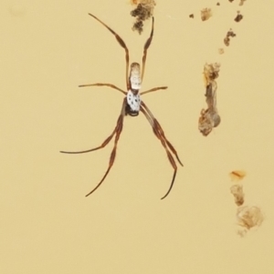 Trichonephila edulis at Dunlop, ACT - 11 Feb 2018 04:18 PM