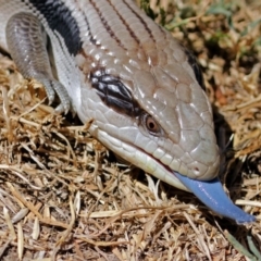 Tiliqua scincoides scincoides (Eastern Blue-tongue) at Macarthur, ACT - 11 Feb 2018 by RodDeb