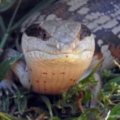 Tiliqua scincoides scincoides at Macarthur, ACT - 11 Feb 2018