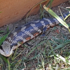 Tiliqua scincoides scincoides at Macarthur, ACT - 11 Feb 2018