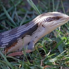 Tiliqua scincoides scincoides at Macarthur, ACT - 11 Feb 2018 01:45 PM