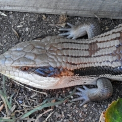 Tiliqua scincoides scincoides at Macarthur, ACT - 11 Feb 2018