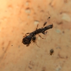 Embioptera sp. (order) (Unidentified webspinner) at Cook, ACT - 10 Feb 2018 by CathB