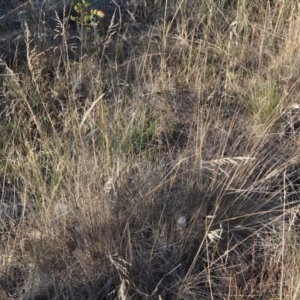 Poa sieberiana var. sieberiana at Griffith, ACT - 23 Apr 2018 12:16 PM