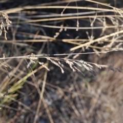 Poa sieberiana var. sieberiana at Griffith, ACT - 23 Apr 2018