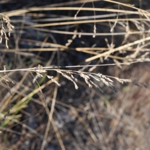 Poa sieberiana var. sieberiana at Griffith, ACT - 23 Apr 2018