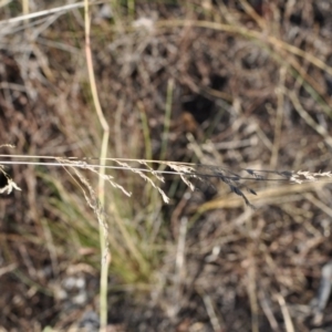 Poa sieberiana var. sieberiana at Griffith, ACT - 23 Apr 2018