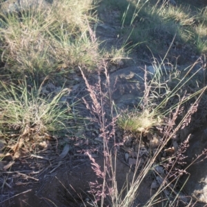 Poa sieberiana var. sieberiana at Griffith, ACT - 23 Apr 2018