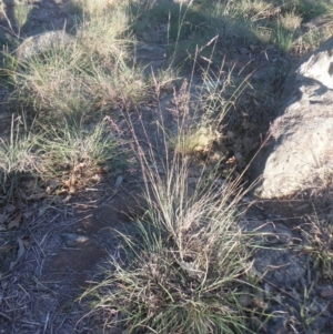 Poa sieberiana var. sieberiana at Griffith, ACT - 23 Apr 2018 12:16 PM