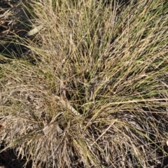 Nassella neesiana (Chilean Needlegrass) at Narrabundah, ACT - 11 Feb 2018 by ianandlibby1