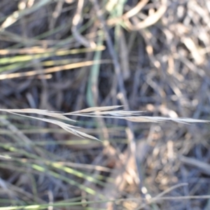 Nassella neesiana at Narrabundah, ACT - 11 Feb 2018