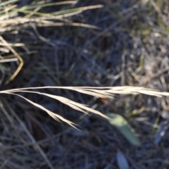 Nassella neesiana at Narrabundah, ACT - 11 Feb 2018 06:37 PM