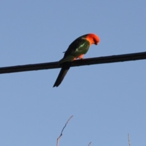 Alisterus scapularis at Griffith, ACT - 11 Feb 2018 06:49 PM