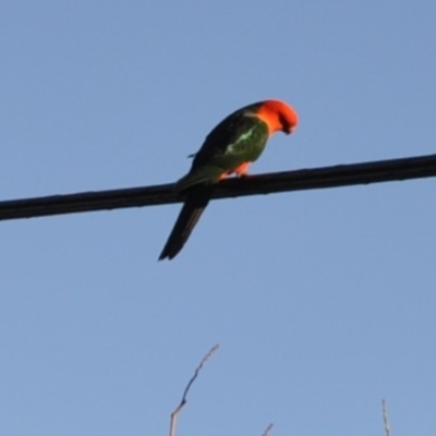 Alisterus scapularis (Australian King-Parrot) at Griffith Woodland - 11 Feb 2018 by ianandlibby1