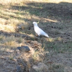 Cacatua galerita (Sulphur-crested Cockatoo) at Griffith, ACT - 11 Feb 2018 by ianandlibby1