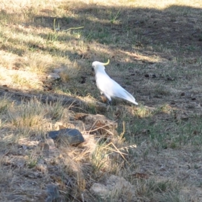 Cacatua galerita (Sulphur-crested Cockatoo) at Griffith Woodland - 11 Feb 2018 by ianandlibby1