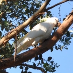 Cacatua galerita at Griffith, ACT - 11 Feb 2018