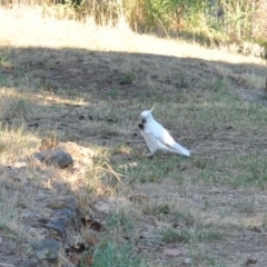 Cacatua galerita at Griffith, ACT - 11 Feb 2018