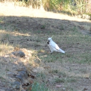 Cacatua galerita at Griffith, ACT - 11 Feb 2018