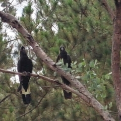 Zanda funerea (Yellow-tailed Black-Cockatoo) at Isaacs Ridge and Nearby - 6 Feb 2018 by Mike