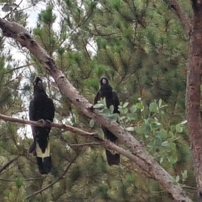 Zanda funerea (Yellow-tailed Black-Cockatoo) at Isaacs Ridge and Nearby - 6 Feb 2018 by Mike
