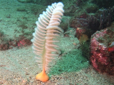 Sarcoptilus grandis (Sea Pen) at Merimbula, NSW - 11 Feb 2018 by rickcarey