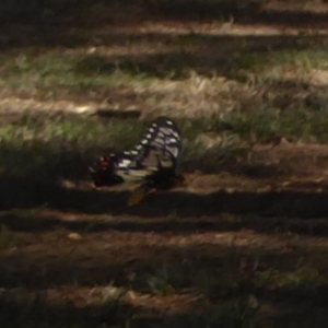 Papilio anactus at Belconnen, ACT - 7 Feb 2018