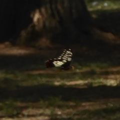 Papilio anactus at Belconnen, ACT - 7 Feb 2018