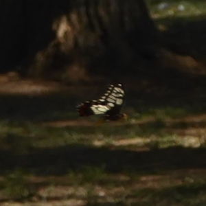 Papilio anactus at Belconnen, ACT - 7 Feb 2018
