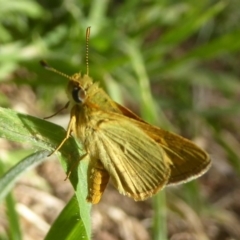 Ocybadistes walkeri (Green Grass-dart) at Belconnen, ACT - 7 Feb 2018 by Christine