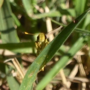 Ocybadistes walkeri at Belconnen, ACT - 7 Feb 2018