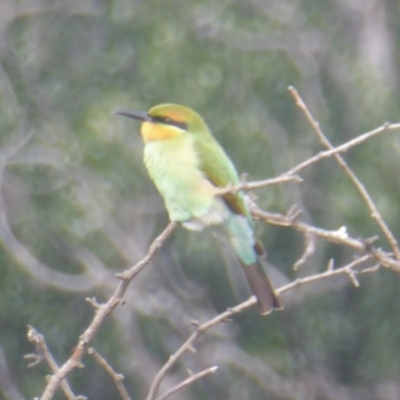 Merops ornatus (Rainbow Bee-eater) at Tennent, ACT - 9 Feb 2018 by Christine