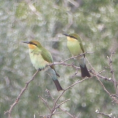 Merops ornatus at Tennent, ACT - 9 Feb 2018 08:51 AM