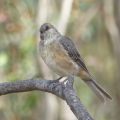 Pachycephala rufiventris (Rufous Whistler) at Booth, ACT - 9 Feb 2018 by Christine