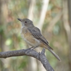 Pachycephala rufiventris at Booth, ACT - 9 Feb 2018