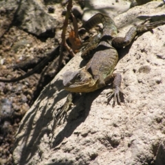 Intellagama lesueurii howittii (Gippsland Water Dragon) at Molonglo River Reserve - 11 Feb 2018 by MatthewFrawley