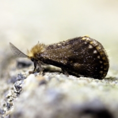 Epicoma contristis (Yellow-spotted Epicoma Moth) at O'Connor, ACT - 8 Feb 2018 by ibaird