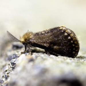 Epicoma contristis at O'Connor, ACT - 8 Feb 2018 08:55 PM